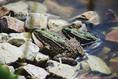 Close-up of toads in water
