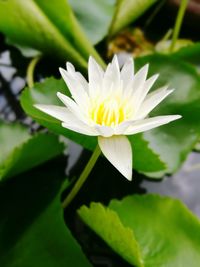 Close-up of white water lily in pond