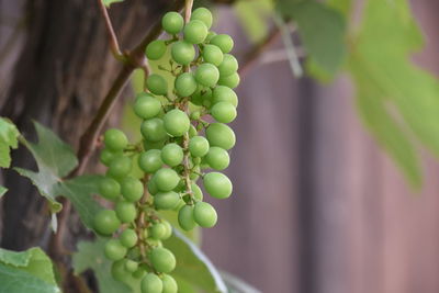 Close-up of grapes growing on plant