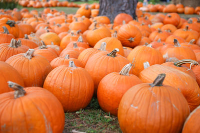 Pumpkins for sale at market stall