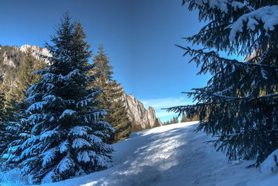 Trees on snow covered landscape against clear blue sky