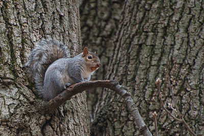 Squirrel perched in tree