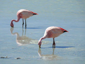 Duck drinking water in a lake