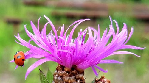 Close-up of honey bee on purple flowering plant