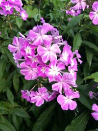 Close-up of purple flowers blooming outdoors