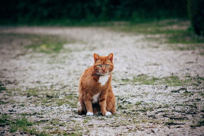 Portrait of a cat