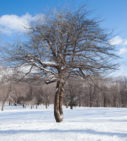 Trees on snow covered field against sky