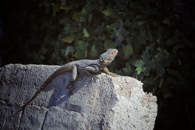 Close-up of a lizard on rock