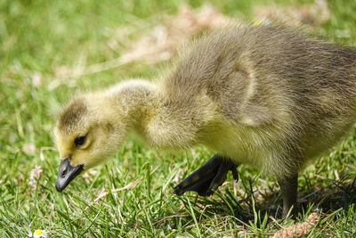 Side view of a bird on grass