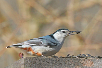 Close-up of bird perching on wood