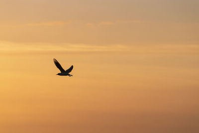 Low angle view of silhouette bird flying in sky