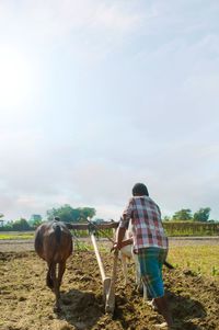 Rear view of farmer ploughing field with domestic cattle