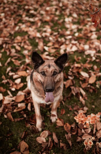 Portrait of dog on field