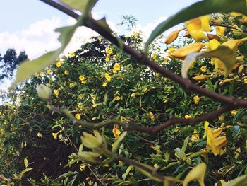 Low angle view of fruits on tree against sky