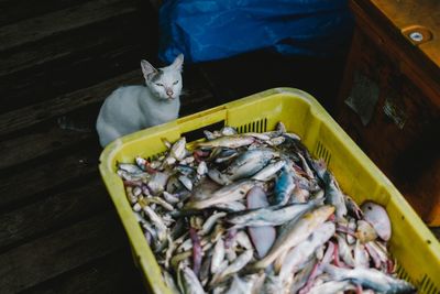 High angle view of cat sitting on floor fishes in crate over table