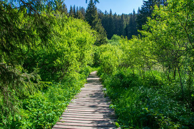 Footpath amidst trees in forest