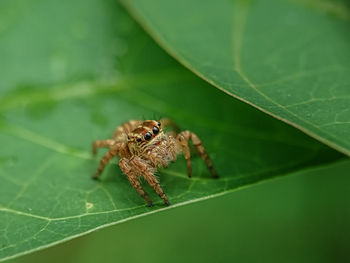 Close-up of spider on leaf