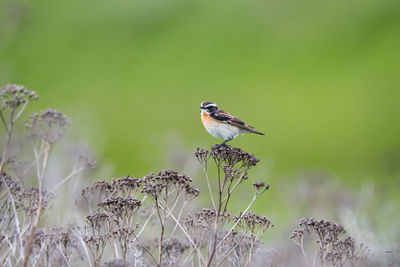 Bird perching on plant