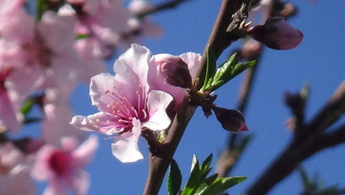 Low angle view of flowers blooming on tree