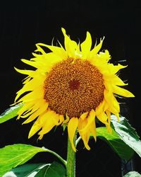 Close-up of sunflower