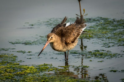 Duck in a lake