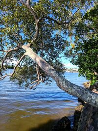Trees growing in forest against sky