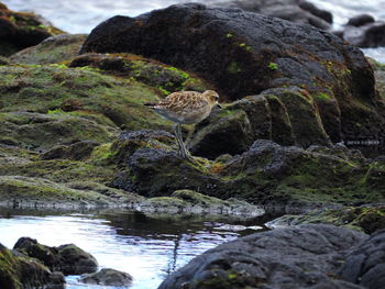 Close-up of bird perching on rock