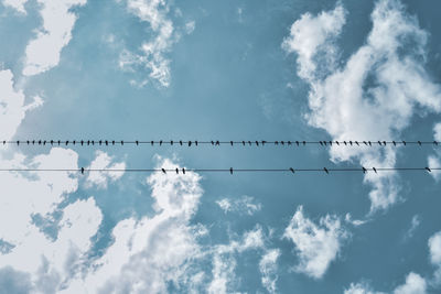 Low angle view of birds perching on cable against sky