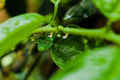 Close-up of raindrops on green leaves