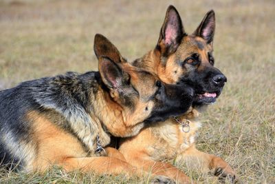 Close-up of dog lying on grass