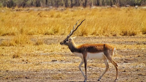 Side view of deer standing on field