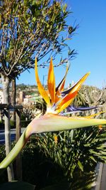 Close-up of yellow flowering plant against sky