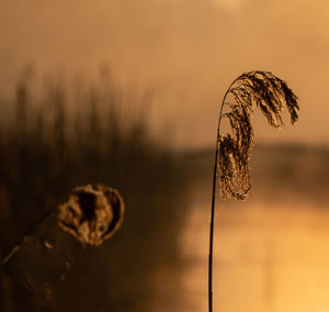 Close-up of plant growing on field against sky during sunset