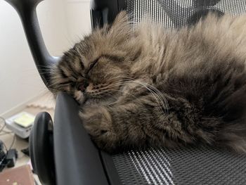 Cat sleeping in car