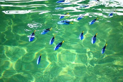 High angle view of fish in sea