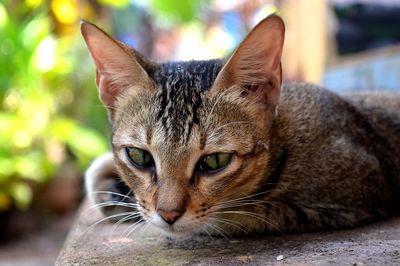 Close-up portrait of cat