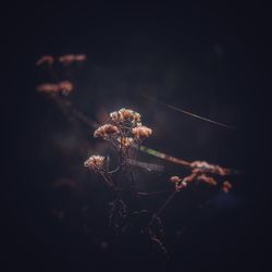 Close-up of wilted plant on field