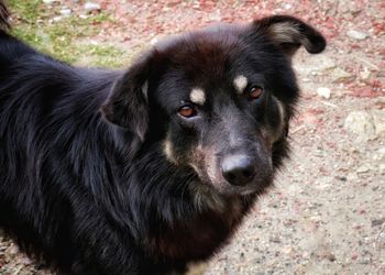 Close-up portrait of black dog