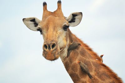 Close-up portrait of giraffe against sky