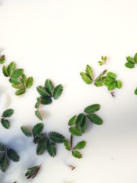 High angle view of plants against white background