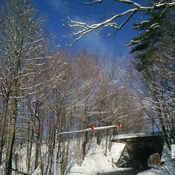 Bare trees on snow covered landscape