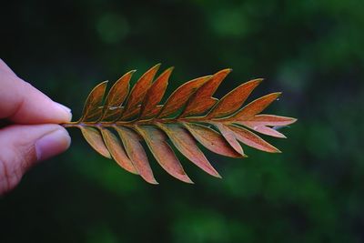 Close-up of hand holding leaves