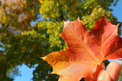 Close-up of maple leaf on tree