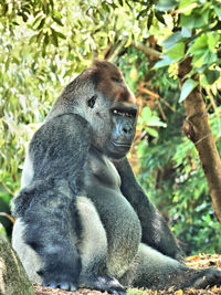 Monkey sitting on rock