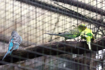 Parrots perching on tree in cage