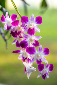 Close-up of pink flowering plant