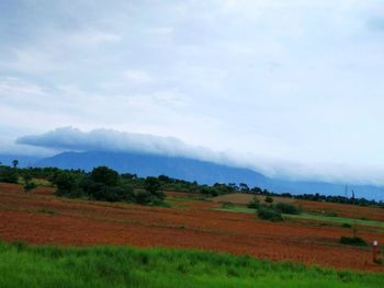 Scenic view of agricultural field against sky