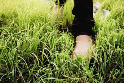 Low section of person standing on field