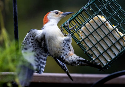 Woodpecker on the suet feeder