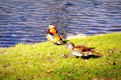 Ducks in lake